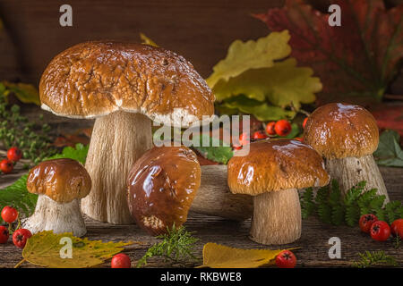 Ein wunderschönes Stilleben aus natürlichen große Champignons, orange Blätter und andere Gaben des Waldes. Herbst noch Leben der Pilze Stockfoto