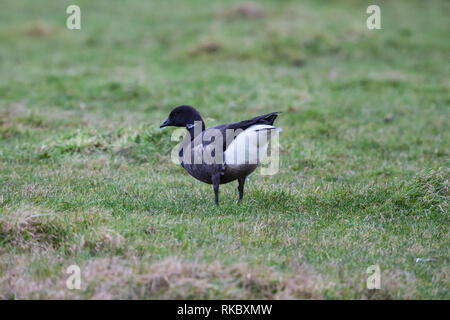 Dark-Bellied Brent Goose. Branta bernicla bernicla. Einzelne Erwachsene in das Feld ein. Norddeutschland Stockfoto