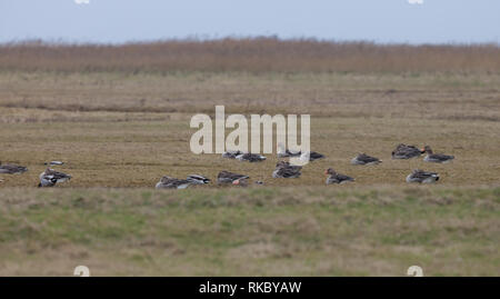 Graugans. Anser anser. Herde Rastplätze in das Feld ein. Winter. In Norddeutschland ist. Stockfoto