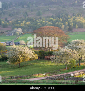 Bäume in Blüte umgeben ein Bauernhaus im Frühjahr in Rural Aberdeenshire Stockfoto