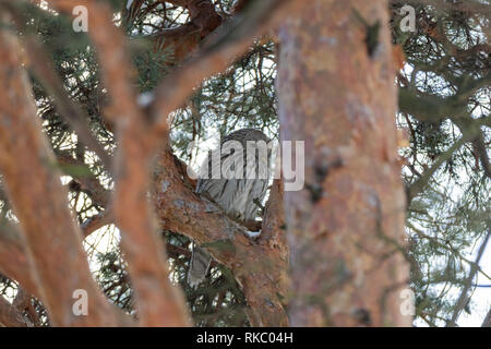 Habichtskauz (Strix uralensis). Russland, Moskau. Stockfoto