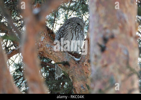 Habichtskauz (Strix uralensis). Russland, Moskau. Stockfoto