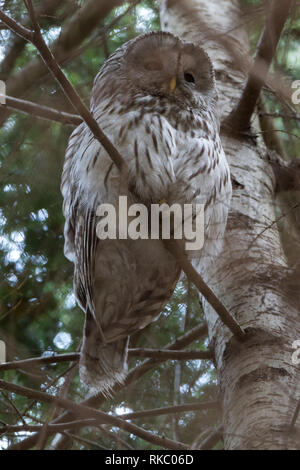 Habichtskauz (Strix uralensis). Russland, Moskau. Stockfoto