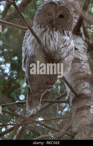 Habichtskauz (Strix uralensis). Russland, Moskau. Stockfoto