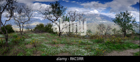 Panoramablick auf eine widflower medow in den Ausläufern von La Maroma, der höchste Berg in der Axarquia, Malaga, Andalusien, Spanien Stockfoto