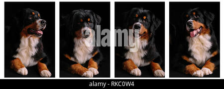 Collage von Portrait von Berner Sennenhund auf schwarzem Hintergrund. Close-up Stockfoto