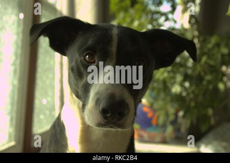 Ein sehr aufmerksamer Terrier mix Hund Stockfoto