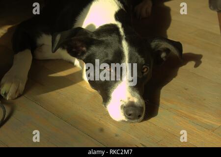 Ein Terrier mix Hund am Boden in der Sonne Stockfoto