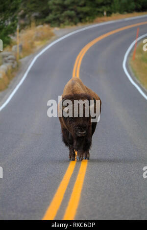 Wilden Amerikanischen Bisons zu Fuß die Mitte der Straße im Yellowstone National Park Stockfoto