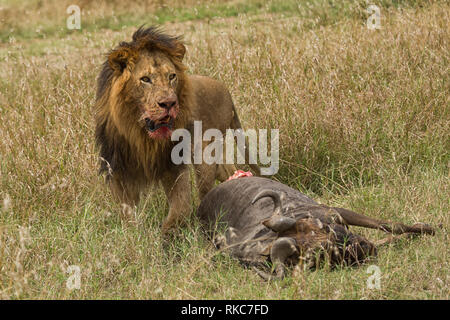 Männliche Löwe mit frischen Töten auf der Massai Mara Stockfoto