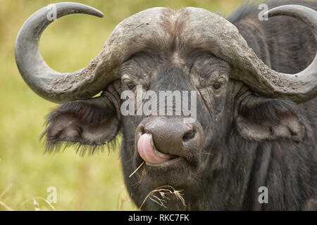 Kaffernbüffel Stockfoto