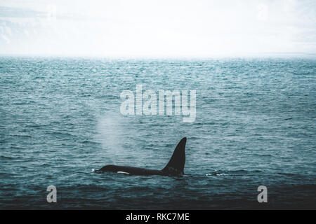 Orca Killer Whale Island Berg in der Nähe der Küste im Winter. Orcinus orca im Wasser Lebensraum, Wildlife Szene aus der Natur. Wale in der schönen Stockfoto