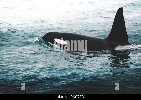 Orca Killer Whale Island Berg in der Nähe der Küste im Winter. Orcinus orca im Wasser Lebensraum, Wildlife Szene aus der Natur. Wale in der schönen Stockfoto