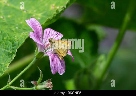 Essex skipper Schmetterling Fütterung von einem Lila Blume Stockfoto