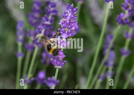 Nahaufnahme der eine Hummel Fütterung auf einige Lavendel Stockfoto