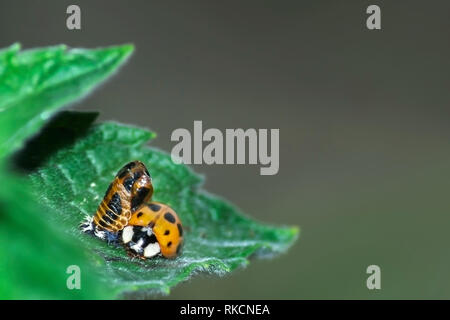 Harlequin ladybird aus seiner Puppe Stockfoto