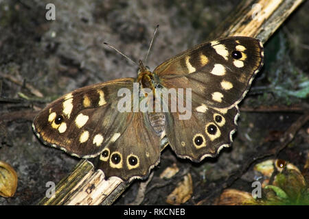 Hauhechelbläuling Schmetterling auf dem Waldboden Stockfoto