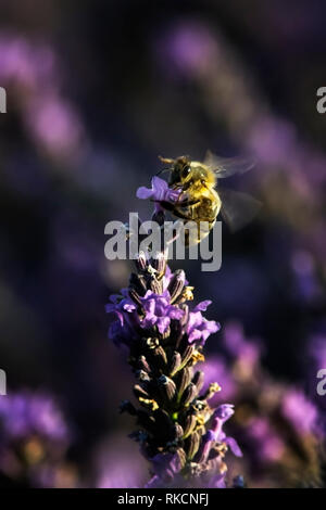 Honey Bee schwebt über einem Lavendel Blume Stockfoto