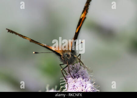 Kleiner Fuchs Schmetterling Fütterung von einem buddliea Blume Stockfoto