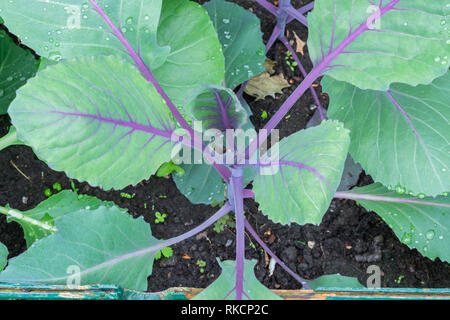 Gartenarbeit, Anbau und Pflege der Pflanzen Konzept: Junge Sämlinge von Rotkohl im städtischen Garten. Stockfoto