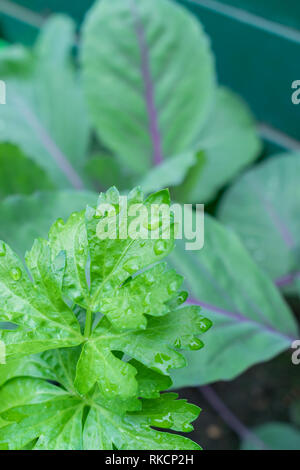 Gartenarbeit, Anbau und Pflege der Pflanzen Konzept: Junge Sämlinge von Sellerie und Rotkohl im städtischen Garten. Stockfoto