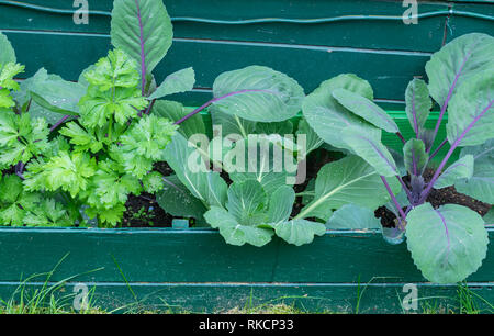 Gartenarbeit, Anbau und Pflege der Pflanzen Konzept: Junge Sämlinge von Sellerie-, Weiß- und Rotkohl in der Stadt garten. Stockfoto