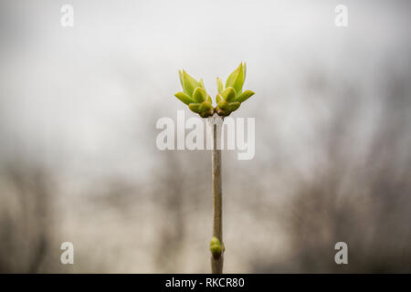 Knospen im Frühling Stockfoto