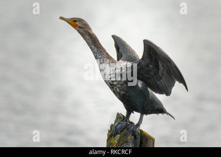 Ein Kormoran trocknet Flügel Stockfoto