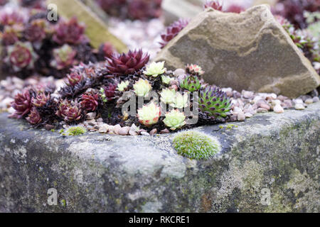 Sempervivums in einem Steingarten. Houseleeks. Stockfoto