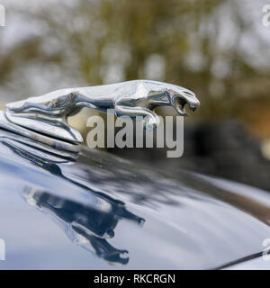 Emblem auf der Motorhaube von Auto, Jaguar im Springen Stockfoto