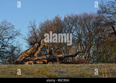 Gefallenen Eiche am Rande eines bewaldeten Copse,. Hellen, kalten, frostigen morningt im Winter Stockfoto