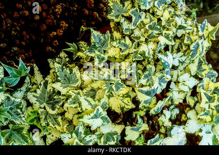 Hedera colchica Goldenen Barren Gemeinsame oder Efeu mit grünlich-graue Blätter mit breiten gelben Margen niedrig wachsenden ideal für kleine Wand- oder zimmerpflanze Stockfoto