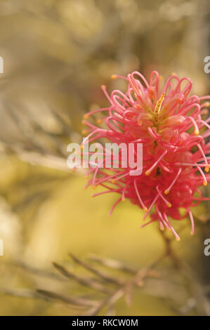 Australische Thema floralen Gruß oder kondolenzschreiben Karte Hintergrund Vorlage mit rosa Grevillea Blume und Raum ohne Text kopieren Stockfoto