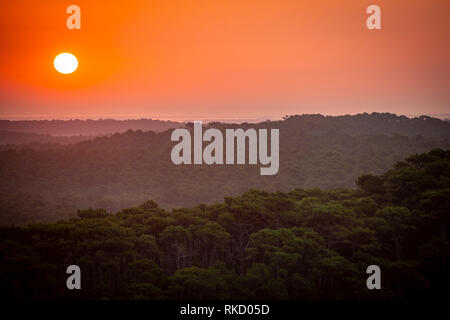 Sonnenuntergang, Wald von der Dune du Pilat, die größte Düne Europas, Frankreich, Arcachon, Aquitaine Stockfoto