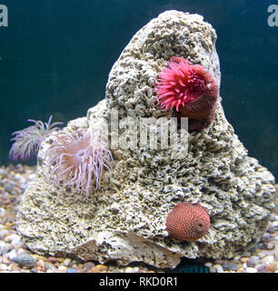 Seeanemonen im Aquarium an der wilden Meere Center, Visitor Center. Purbeck Marine Wildlife Reserve, Kirche Knowle, Wareham, Dorset, Großbritannien Stockfoto