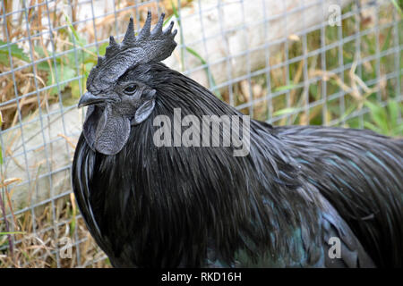 Schwarzer Hahn, Ayam Cemani, Margaret Grün Tierrettung, Kirche Knowle, Wareham, Dorset, Großbritannien. Stockfoto