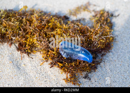 Portugiesische Mann des Krieges Quallen auf Miami Beach gestrandet, auch als Blue-Flasche in Australien. Stockfoto