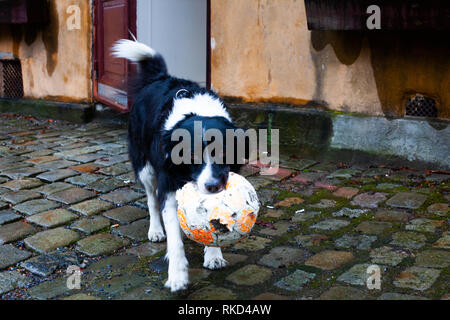 Schwarze und weisse Hund, mit einem Fußball zu spielen Stockfoto