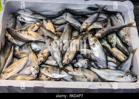 Becken von Bluefish (Pomatomus saltatrix) für den Verkauf an einen türkischen Markt. Stockfoto