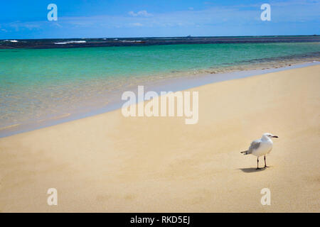 Eine Möwe Vogel stehen durch die schönen grünen blauen Meer Wasser am Strand in berühmten atemberaubende Insel Rottnest Island, in der Nähe von Perth, Western Australia. Stockfoto