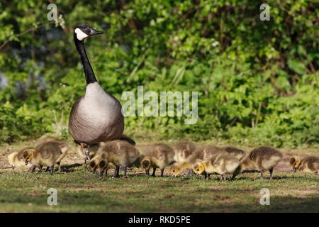 Canada GANS with goslings, Großbritannien. Stockfoto