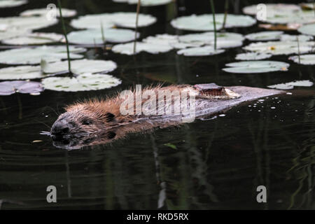 Europäischer Biber (Castor Fiber) mit einem peilsender ausgestattet, Knapdale Wald, Argyll, VEREINIGTES KÖNIGREICH. Stockfoto