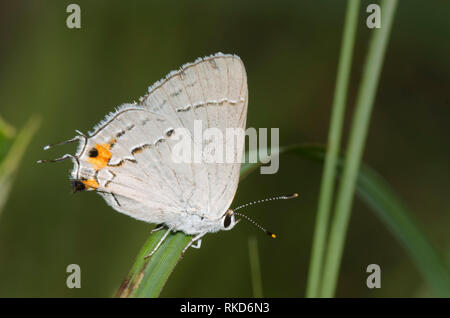 Grau Hairstreak, Strymon melinus Stockfoto