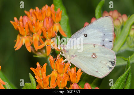 Orange Schwefel, Colias eurytheme, weiblichen auf orange Seidenpflanze, Asclepias tuberosa Stockfoto