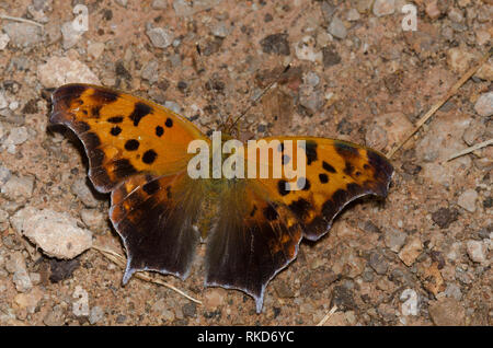 Fragezeichen, Polygonia interrogationis, Schlamm - puddling Stockfoto