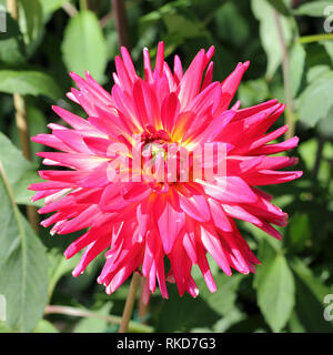Semi-Kaktus-Dahlien, Dahlia Alexander Voit Stockfoto