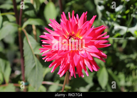 Semi-Kaktus-Dahlien, Dahlia Alexander Voit Stockfoto