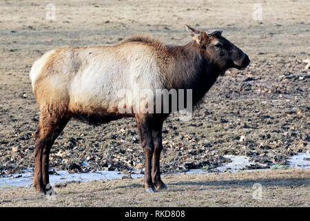 Ein amerikanischer Elch, Cervus canadensis, ohne Geweih. Bergen Country Zoo, Paramus, New Jersey, USA Stockfoto