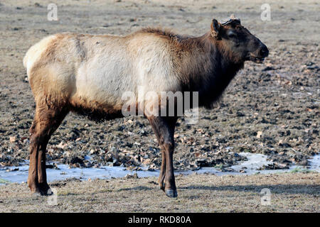 Ein amerikanischer Elch, Cervus canadensis, ohne Geweih. Bergen Country Zoo, Paramus, New Jersey, USA Stockfoto