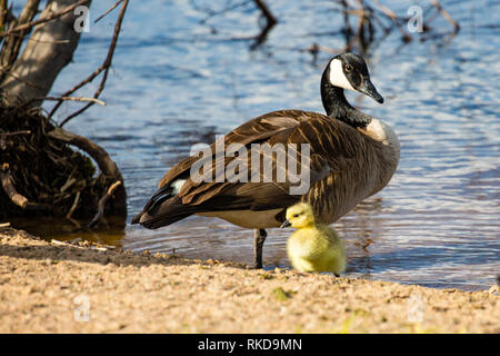 Mutter Gans und gosling (Branta canadensis) stehen in einem See Stockfoto